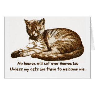 Los gatos me dan la bienvenida