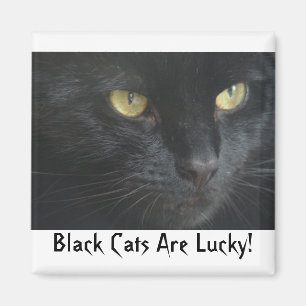 ¡Los gatos negros son afortunados! Imán