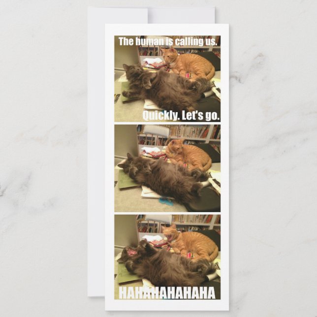 Los gatos son agujeros (Anverso)