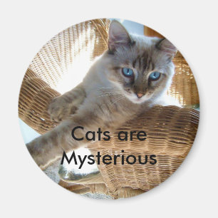 Los gatos son imán misterioso