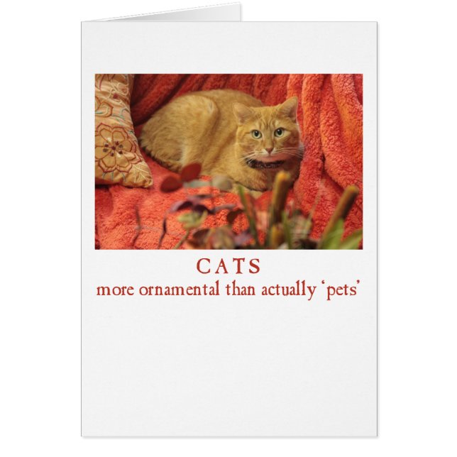 Los gatos son ornamentales (Frente)