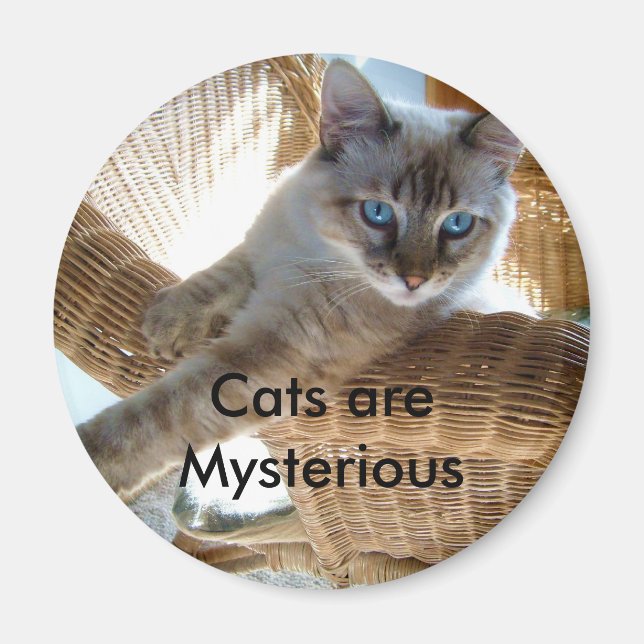 Los gatos son un imán misterioso (Frente)