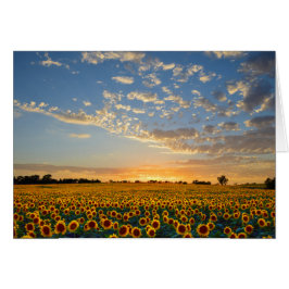 Los girasoles al atardecer