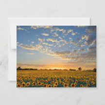 Los girasoles al atardecer