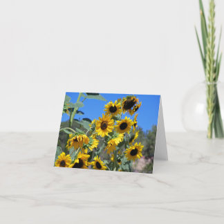 Los girasoles al sol y un cielo azul claro