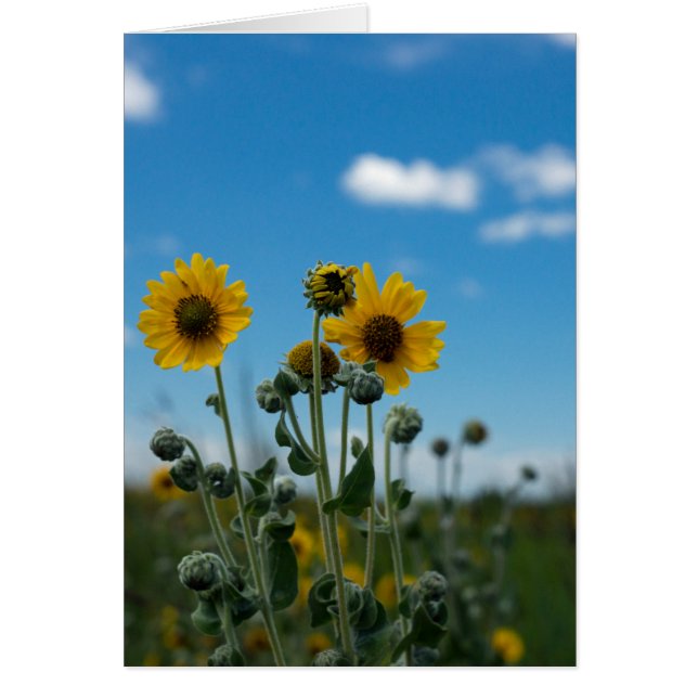 Los girasoles en el cielo azul (Frente)