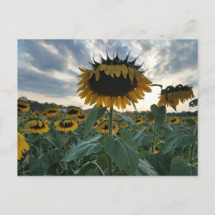 Los girasoles en la postal del atardecer