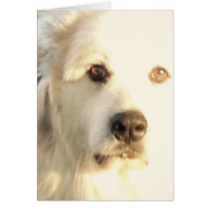 Los grandes Pirineos