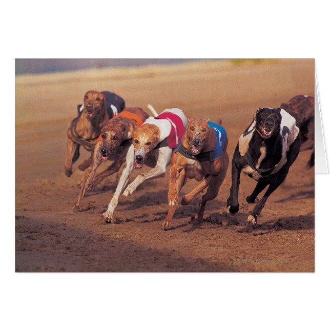 Los Greyhounds en pista (Anverso (Horizontal))