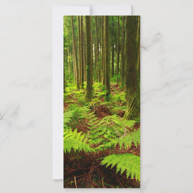 Los helechos en el bosque (Anverso)