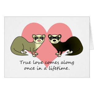 Los hurónes lindos verdad amor