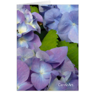 Los Hydrangeas azules más azules