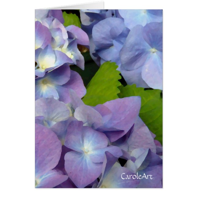 Los Hydrangeas azules más azules (Frente)