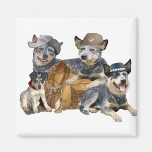 Los imanes occidentales de Blue Heeler