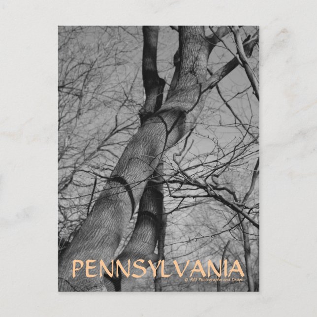 Los inviernos morden en la postal de los árboles B (Anverso)