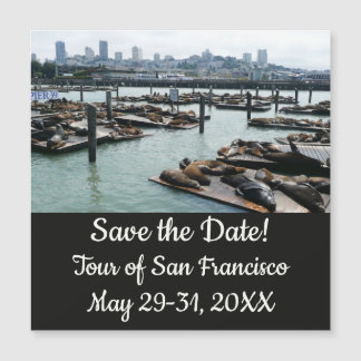Los leones marinos de San Francisco y Pier 39 salv