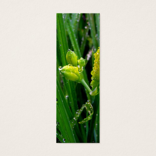 los lirios de primavera verde fresco se caen con g (Frente)