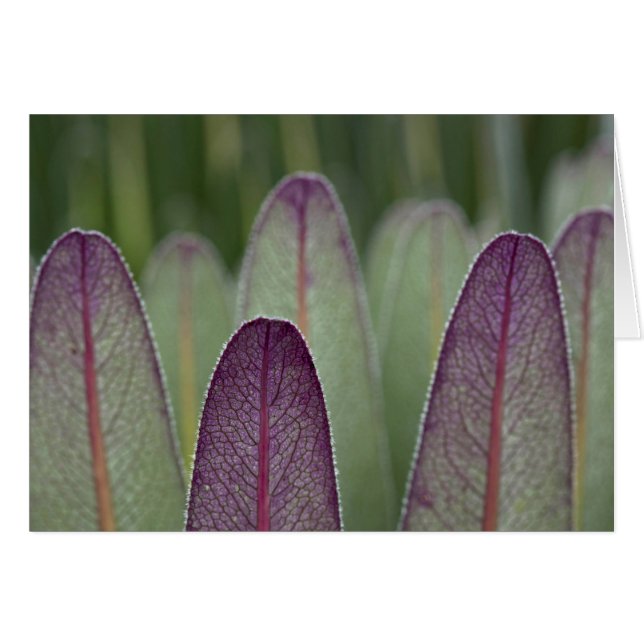 Los lobelias gigantes| Rwenzoris (Anverso (Horizontal))