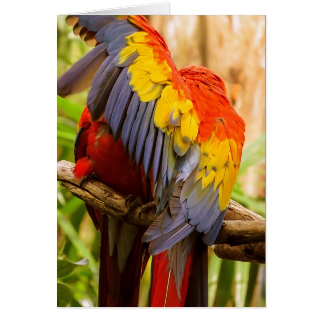 ¡Los loros no molestan! Scarlet Macaw (Frente)