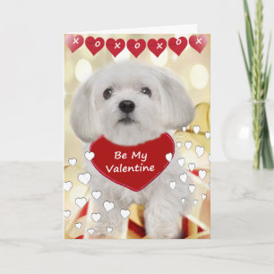 Los malteses son mis tarjetas de San Valentín