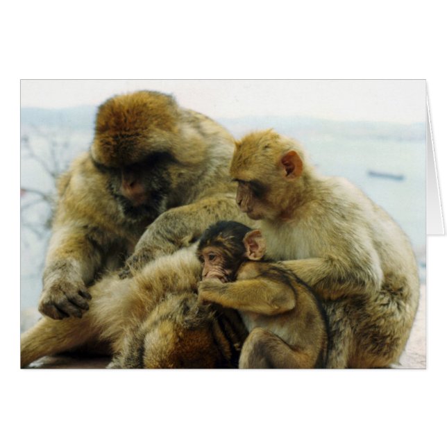 Los monos de Barbary (Anverso (Horizontal))