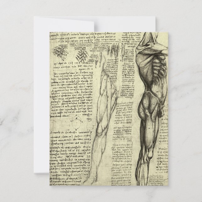 Los músculos masculinos de la anatomía humana de L (Anverso)