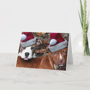 Los Navidades de Pitbulls miran las tarjetas de fe
