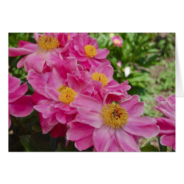 Los nervios (Anverso (Horizontal))