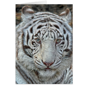 Los oídos blancos del tigre apoyan cerca encima d