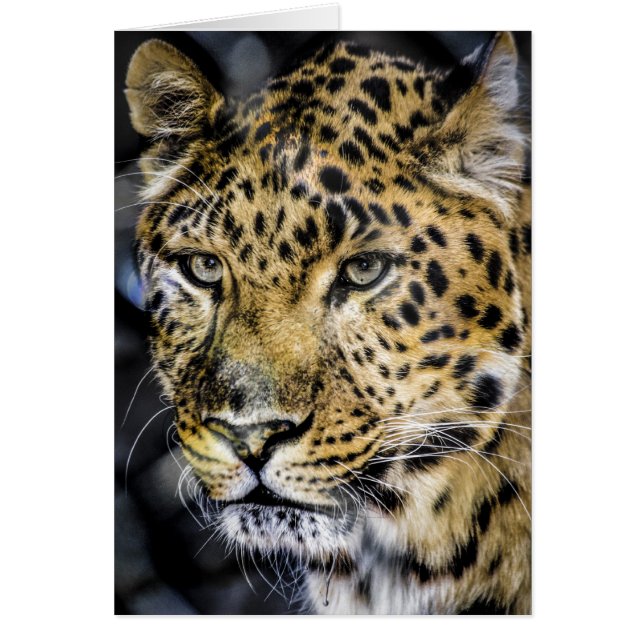 Los ojos de un leopardo (Frente)