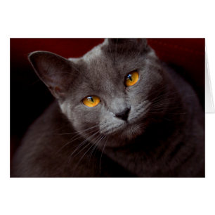 Los ojos encantadores