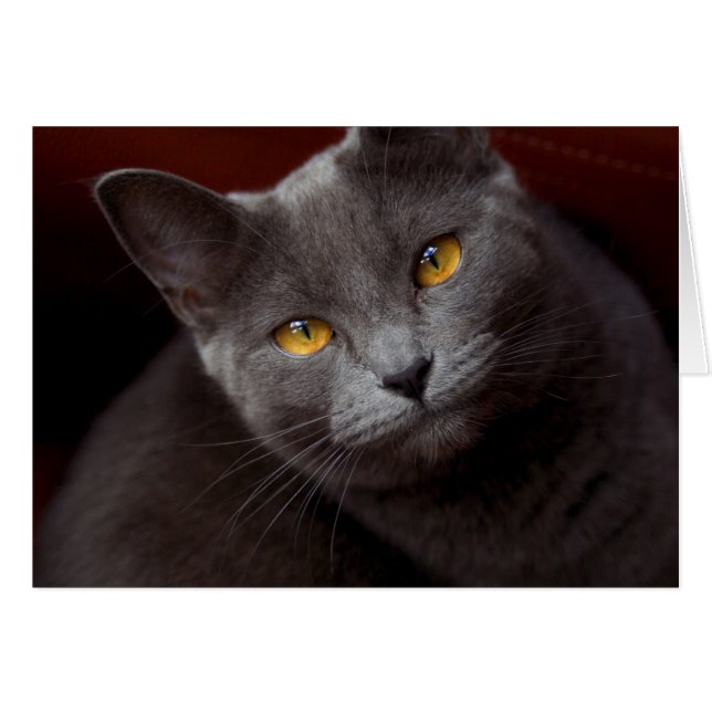 Los ojos encantadores (Anverso (Horizontal))