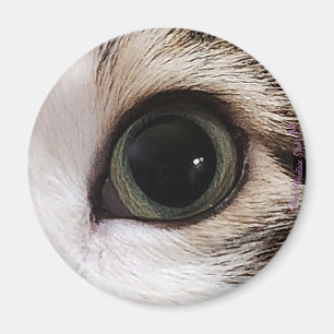 "Los Ojos Lo Tienen" ojo de gato #2 imán