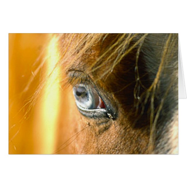 Los Ojos Te Aman (Anverso (Horizontal))