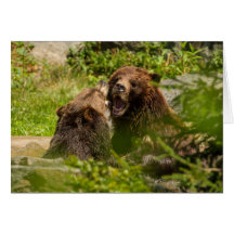 Los Osos Grizzly Juegan A La Lucha