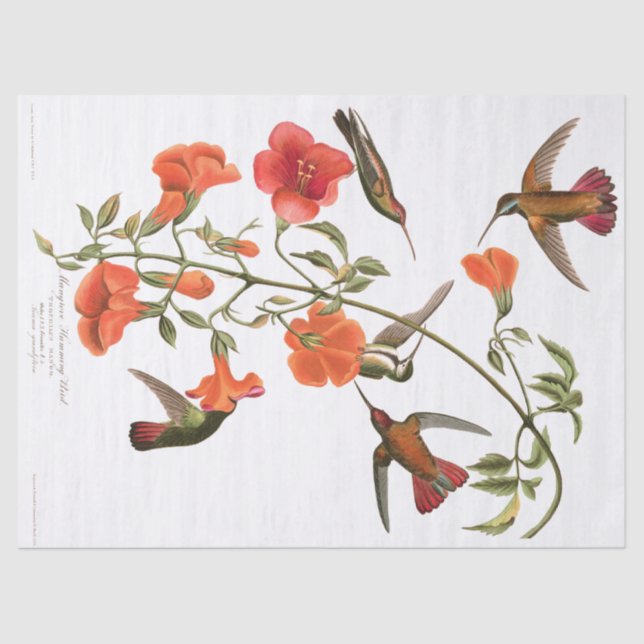 Los pájaros Audubon del colibrí florecen el papel (Anverso)