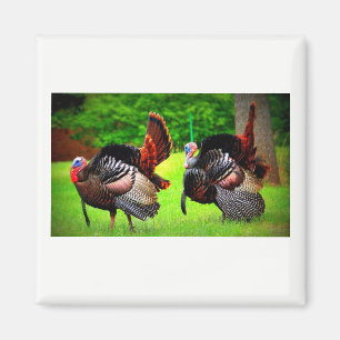 Los pavos salvajes adornaron el imán