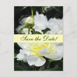 Los Peonies japoneses ahorran la invitación de la