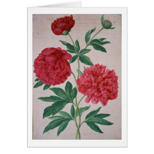 Los Peonies, platean 46 del Florilegium de Nassau