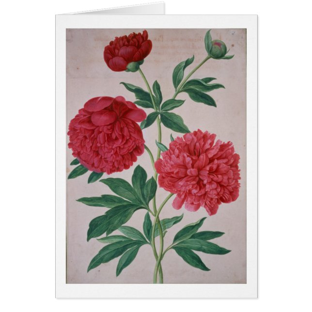 Los Peonies, platean 46 del Florilegium de Nassau (Frente)