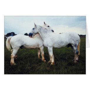 Los Percherons Grooming Entre Sí