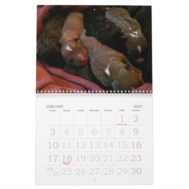 Los perritos de Pitbull crecen el calendario (Jan 2027)