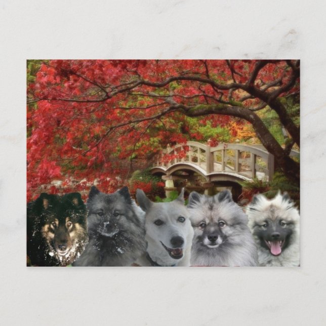 Los perros de la postal del mesón (Anverso)