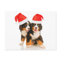 Los perros quieren una Feliz Navidad