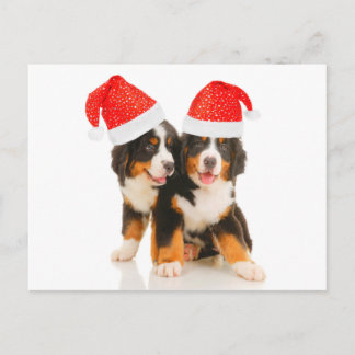 Los perros quieren una Feliz Navidad
