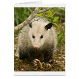 Los posumos son Bonito - Opossum Didelphimorphia