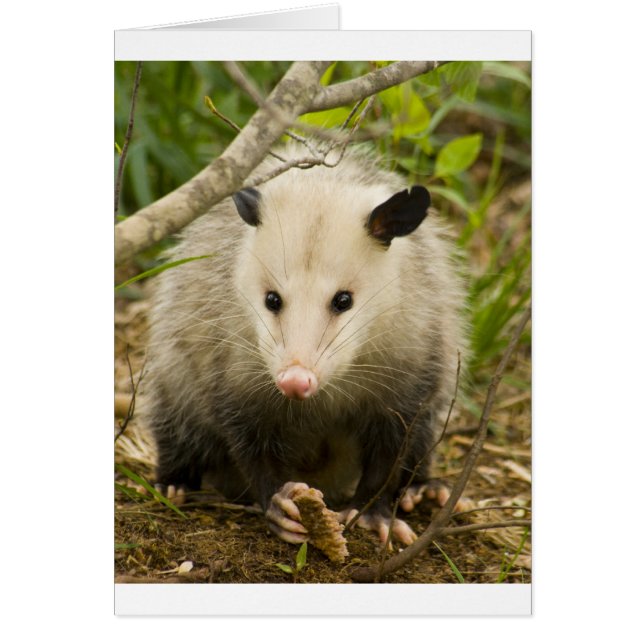 Los posumos son Bonito - Opossum Didelphimorphia (Frente)