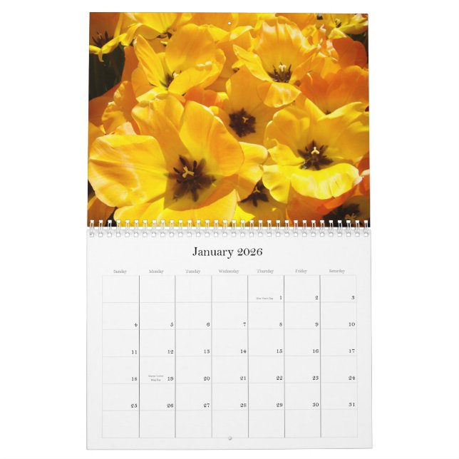 ¡Los profesores de los regalos del calendario son (Jan 2026)