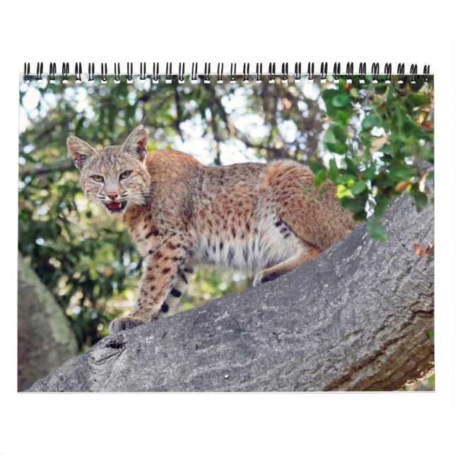 Los pueblos pájaro y calendario de la fauna (Tapa)