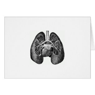 Los pulmones y el corazón